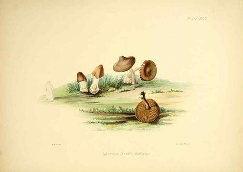 Reproducción/Reproduction 9184974418: Illustrations of British mycology,. London,Reeve, Benham and Reeve,1847-55.