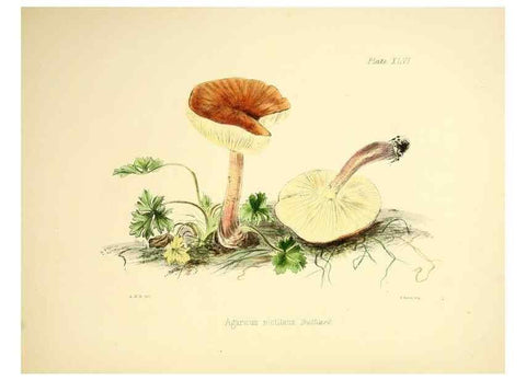 Reproducción/Reproduction 9184975466: Illustrations of British mycology,. London,Reeve, Benham and Reeve,1847-55.