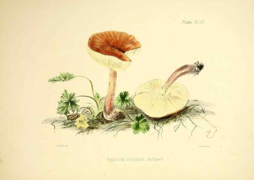 Reproducción/Reproduction 9184975466: Illustrations of British mycology,. London,Reeve, Benham and Reeve,1847-55.