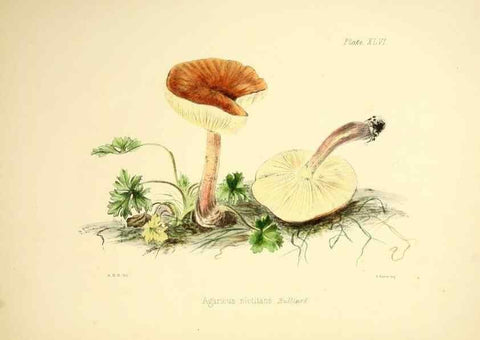 Reproducción/Reproduction 9184975466: Illustrations of British mycology,. London,Reeve, Benham and Reeve,1847-55.