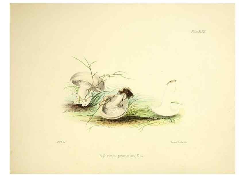 Reproducción/Reproduction 9182760965: Illustrations of British mycology,. London,Reeve, Benham and Reeve,1847-55.