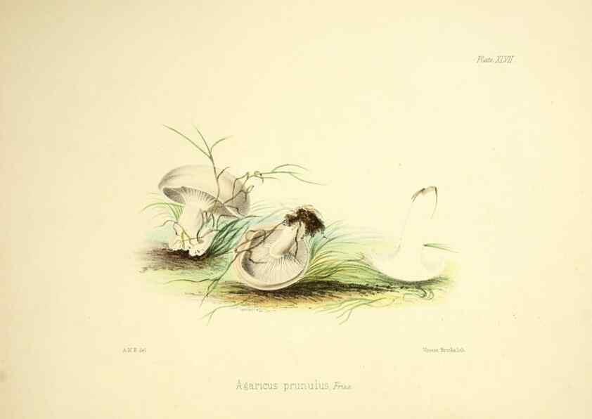 Reproducción/Reproduction 9182760965: Illustrations of British mycology,. London,Reeve, Benham and Reeve,1847-55.