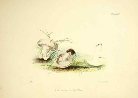 Reproducción/Reproduction 9182760965: Illustrations of British mycology,. London,Reeve, Benham and Reeve,1847-55.