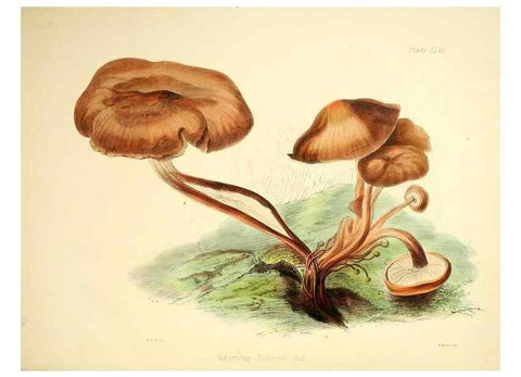 Reproducción/Reproduction 9184977402: Illustrations of British mycology,. London,Reeve, Benham and Reeve,1847-55.
