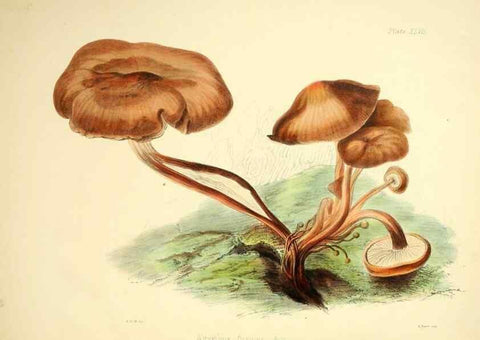 Reproducción/Reproduction 9184977402: Illustrations of British mycology,. London,Reeve, Benham and Reeve,1847-55.