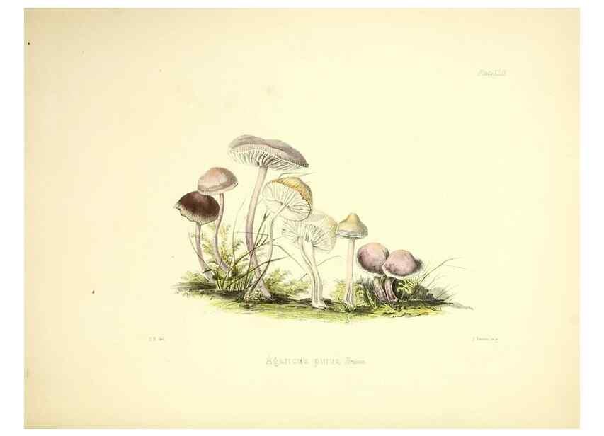 Reproducción/Reproduction 9182763017: Illustrations of British mycology,. London,Reeve, Benham and Reeve,1847-55.