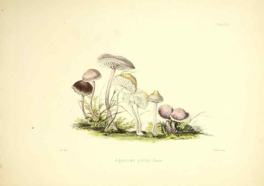 Reproducción/Reproduction 9182763017: Illustrations of British mycology,. London,Reeve, Benham and Reeve,1847-55.
