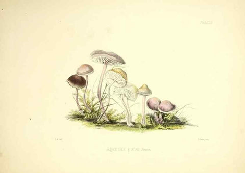 Reproducción/Reproduction 9182763017: Illustrations of British mycology,. London,Reeve, Benham and Reeve,1847-55.