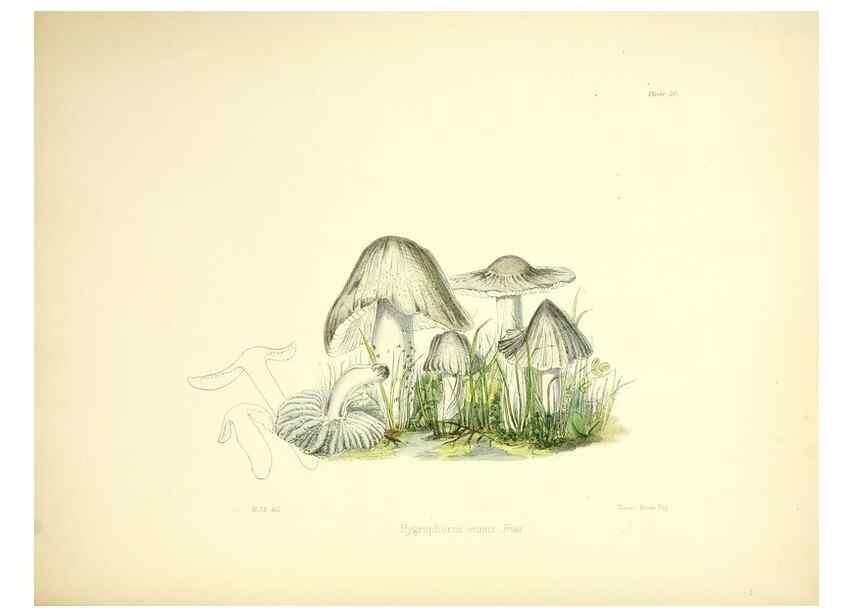 Reproducción/Reproduction 9182763919: Illustrations of British mycology,. London,Reeve, Benham and Reeve,1847-55.
