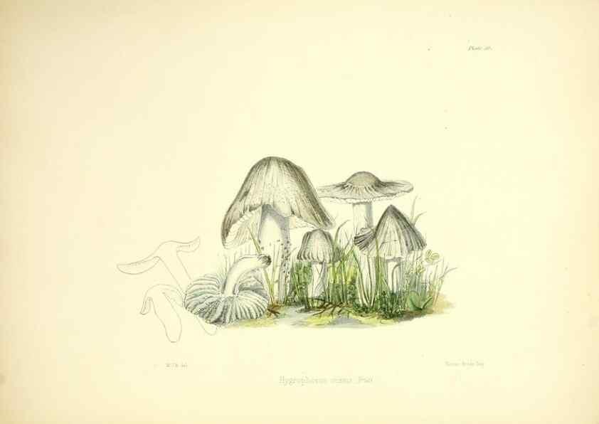 Reproducción/Reproduction 9182763919: Illustrations of British mycology,. London,Reeve, Benham and Reeve,1847-55.