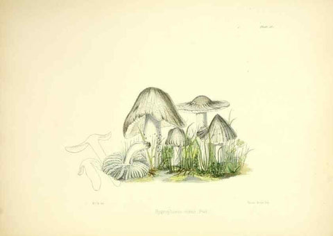 Reproducción/Reproduction 9182763919: Illustrations of British mycology,. London,Reeve, Benham and Reeve,1847-55.
