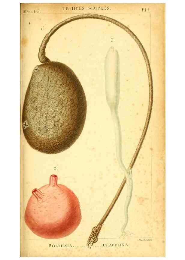 Reproducción/Reproduction 9190207229: Mémoires sur les animaux sans vertèbres /. Paris :G. Dufour,1816.