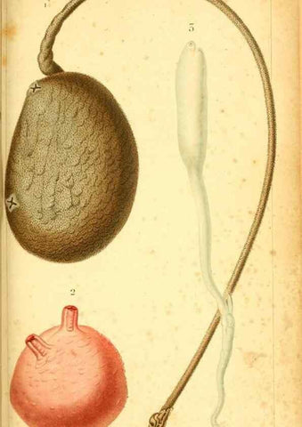 Reproducción/Reproduction 9190207229: Mémoires sur les animaux sans vertèbres /. Paris :G. Dufour,1816.
