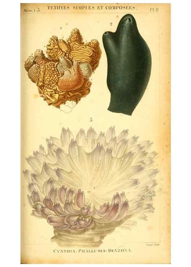 Reproducción/Reproduction 9193006522: Mémoires sur les animaux sans vertèbres /. Paris :G. Dufour,1816.