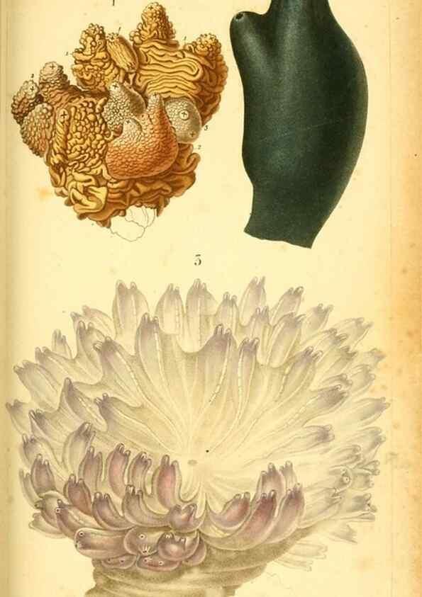 Reproducción/Reproduction 9193006522: Mémoires sur les animaux sans vertèbres /. Paris :G. Dufour,1816.