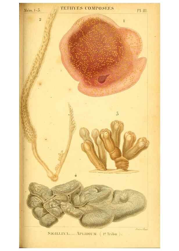 Reproducción/Reproduction 9190209979: Mémoires sur les animaux sans vertèbres /. Paris :G. Dufour,1816.
