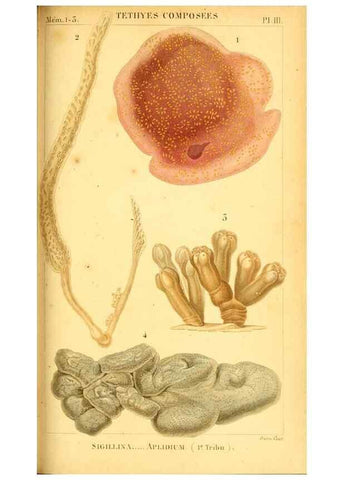 Reproducción/Reproduction 9190209979: Mémoires sur les animaux sans vertèbres /. Paris :G. Dufour,1816.