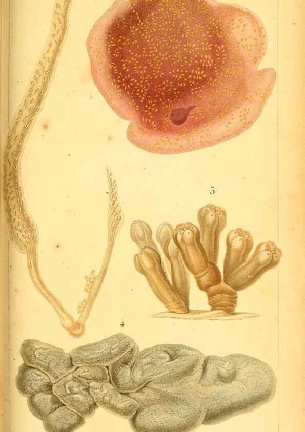 Reproducción/Reproduction 9190209979: Mémoires sur les animaux sans vertèbres /. Paris :G. Dufour,1816.