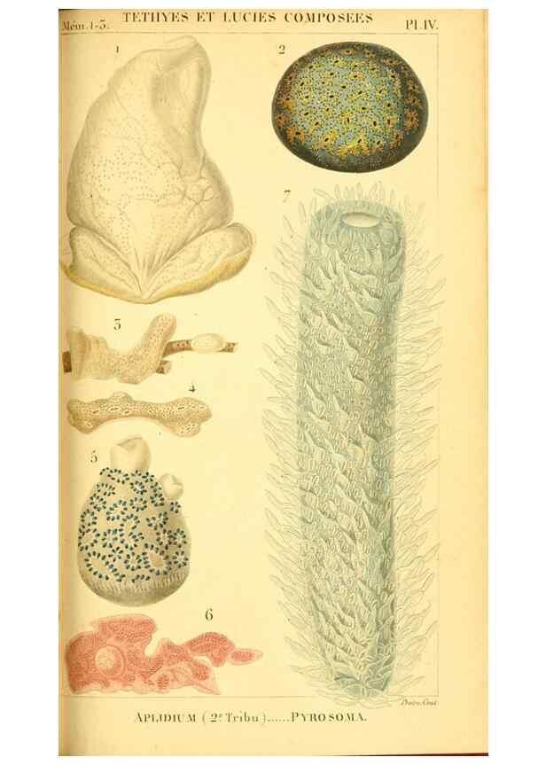 Reproducción/Reproduction 9193009276: Mémoires sur les animaux sans vertèbres /. Paris :G. Dufour,1816.
