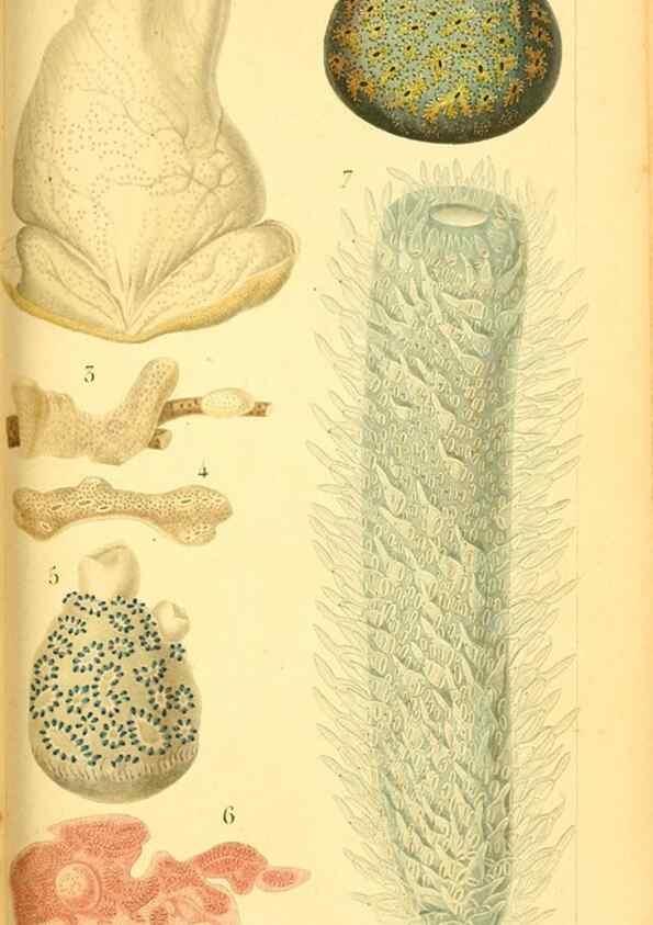 Reproducción/Reproduction 9193009276: Mémoires sur les animaux sans vertèbres /. Paris :G. Dufour,1816.