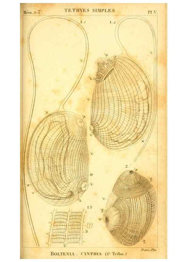 Reproducción/Reproduction 9190212999: Mémoires sur les animaux sans vertèbres /. Paris :G. Dufour,1816.