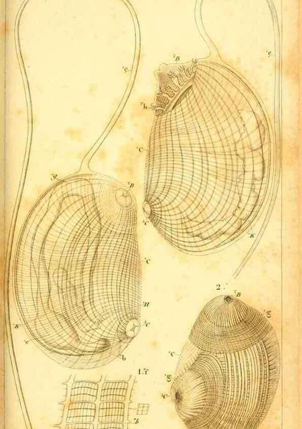 Reproducción/Reproduction 9190212999: Mémoires sur les animaux sans vertèbres /. Paris :G. Dufour,1816.
