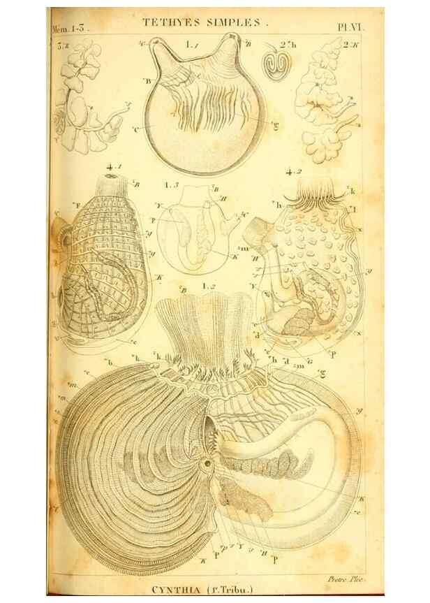 Reproducción/Reproduction 9190214665: Mémoires sur les animaux sans vertèbres /. Paris :G. Dufour,1816.