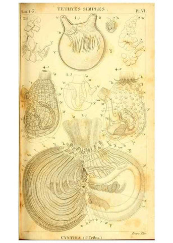 Reproducción/Reproduction 9190214665: Mémoires sur les animaux sans vertèbres /. Paris :G. Dufour,1816.