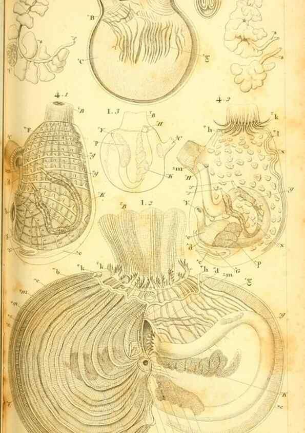 Reproducción/Reproduction 9190214665: Mémoires sur les animaux sans vertèbres /. Paris :G. Dufour,1816.