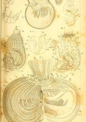 Reproducción/Reproduction 9190214665: Mémoires sur les animaux sans vertèbres /. Paris :G. Dufour,1816.