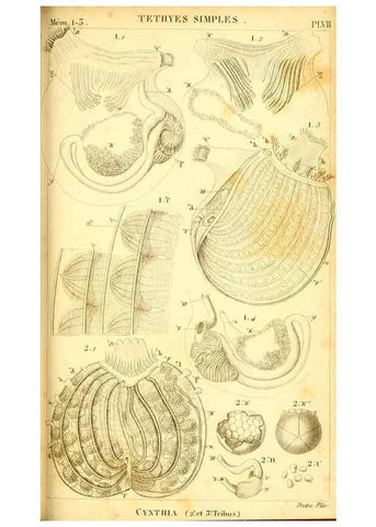 Reproducción/Reproduction 9193014576: Mémoires sur les animaux sans vertèbres /. Paris :G. Dufour,1816.