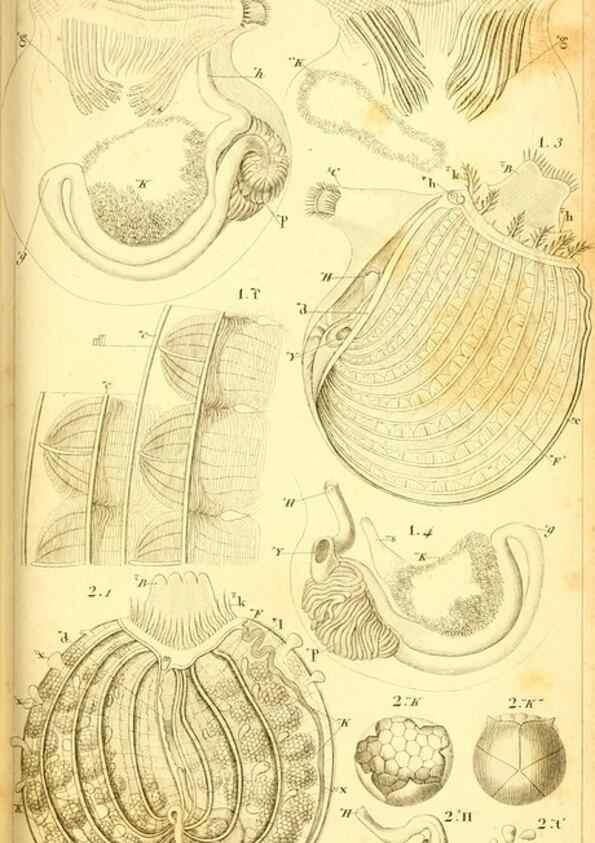 Reproducción/Reproduction 9193014576: Mémoires sur les animaux sans vertèbres /. Paris :G. Dufour,1816.