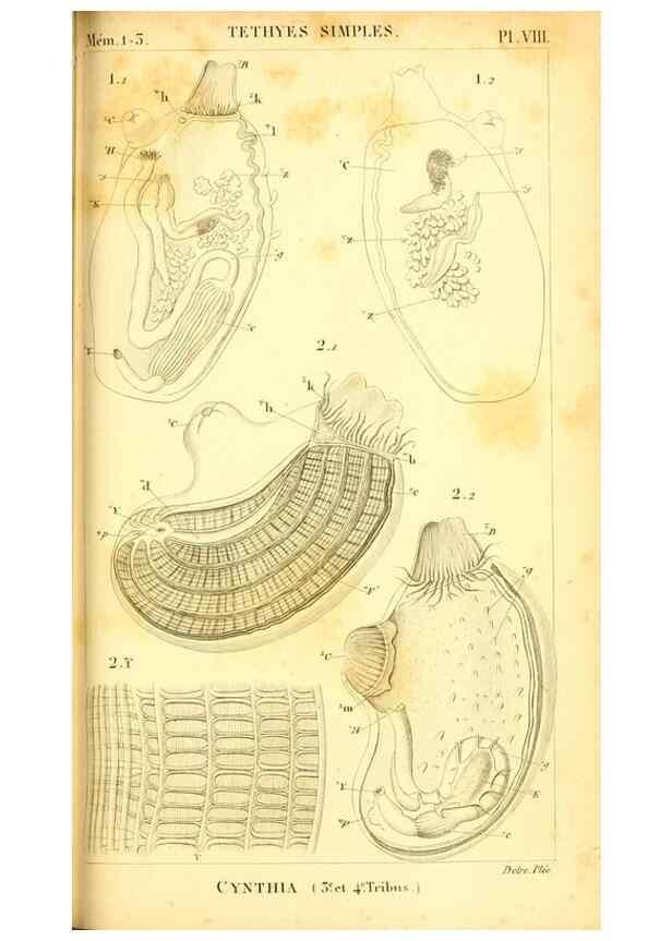 Reproducción/Reproduction 9193016002: Mémoires sur les animaux sans vertèbres /. Paris :G. Dufour,1816.