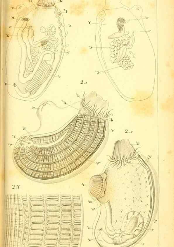 Reproducción/Reproduction 9193016002: Mémoires sur les animaux sans vertèbres /. Paris :G. Dufour,1816.