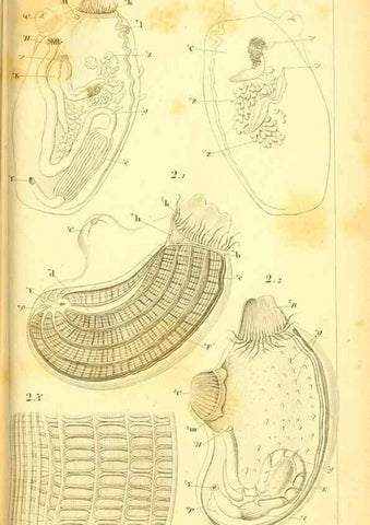 Reproducción/Reproduction 9193016002: Mémoires sur les animaux sans vertèbres /. Paris :G. Dufour,1816.