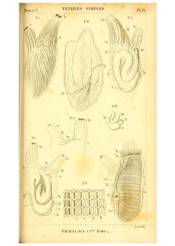 Reproducción/Reproduction 9193017592: Mémoires sur les animaux sans vertèbres /. Paris :G. Dufour,1816.