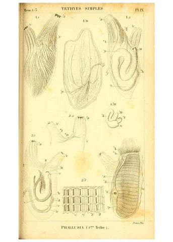 Reproducción/Reproduction 9193017592: Mémoires sur les animaux sans vertèbres /. Paris :G. Dufour,1816.