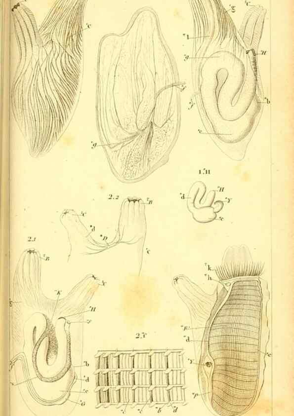 Reproducción/Reproduction 9193017592: Mémoires sur les animaux sans vertèbres /. Paris :G. Dufour,1816.
