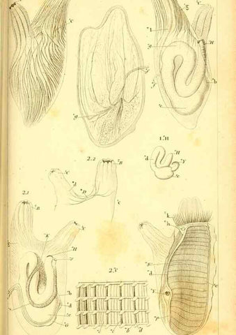 Reproducción/Reproduction 9193017592: Mémoires sur les animaux sans vertèbres /. Paris :G. Dufour,1816.