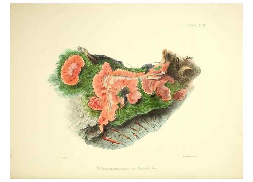Reproducción/Reproduction 9182758187: Illustrations of British mycology,. London,Reeve, Benham and Reeve,1847-55.