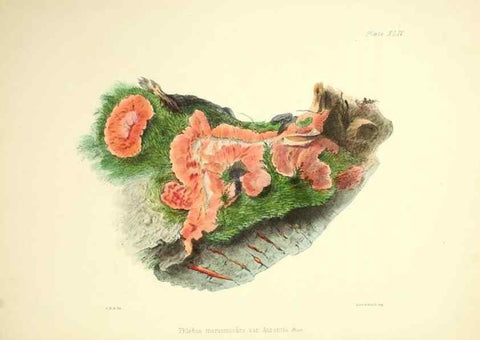 Reproducción/Reproduction 9182758187: Illustrations of British mycology,. London,Reeve, Benham and Reeve,1847-55.