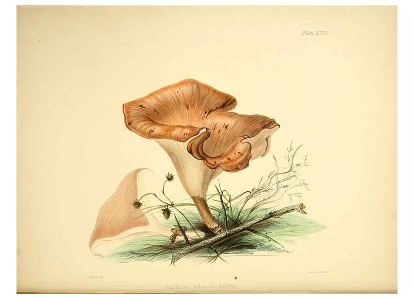 Reproducción/Reproduction 9184972224: Illustrations of British mycology,. London,Reeve, Benham and Reeve,1847-55.