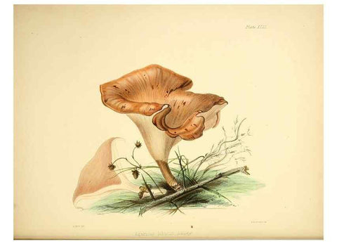 Reproducción/Reproduction 9184972224: Illustrations of British mycology,. London,Reeve, Benham and Reeve,1847-55.
