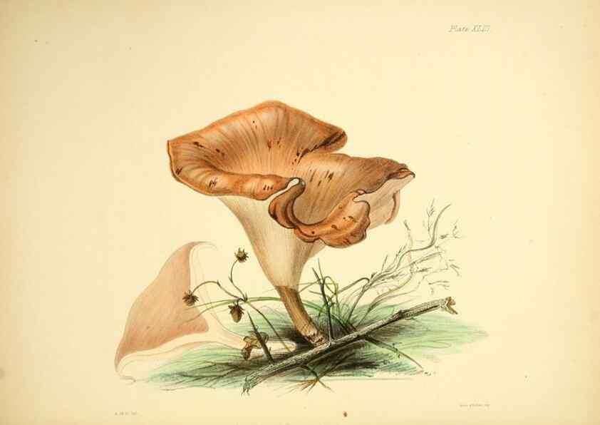 Reproducción/Reproduction 9184972224: Illustrations of British mycology,. London,Reeve, Benham and Reeve,1847-55.