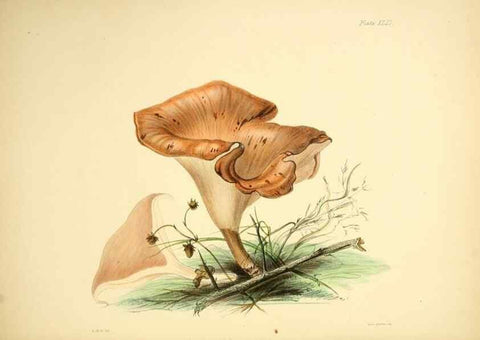 Reproducción/Reproduction 9184972224: Illustrations of British mycology,. London,Reeve, Benham and Reeve,1847-55.