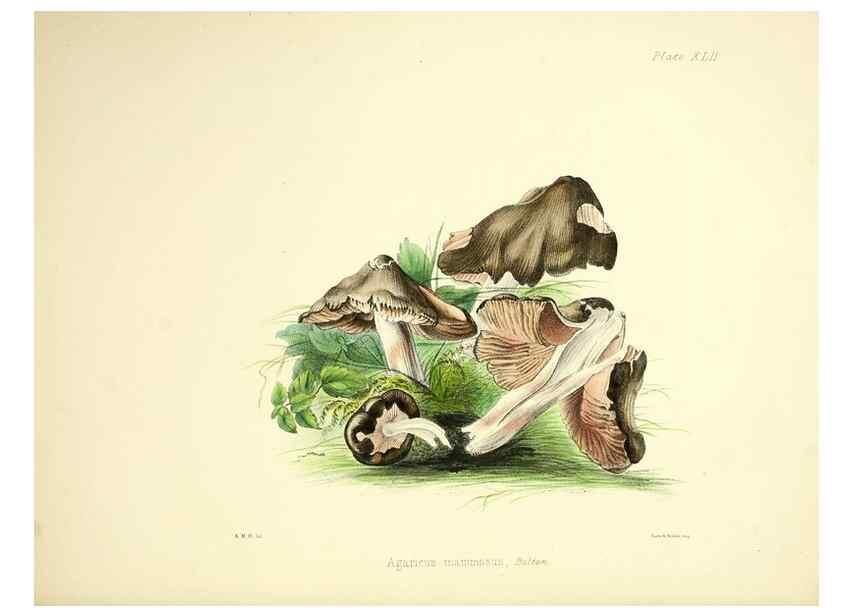 Reproducción/Reproduction 9182756009: Illustrations of British mycology,. London,Reeve, Benham and Reeve,1847-55.