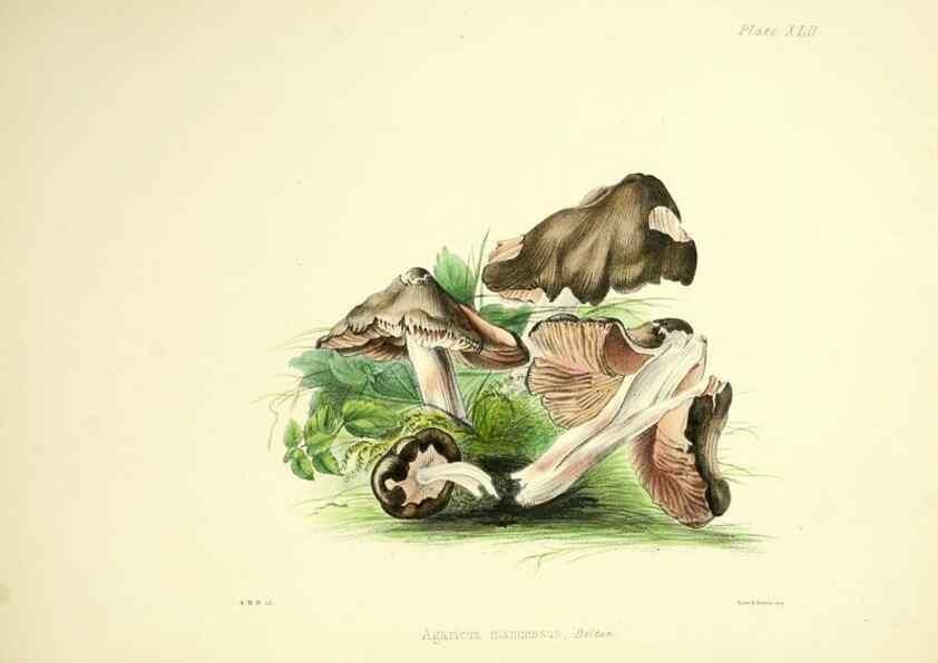 Reproducción/Reproduction 9182756009: Illustrations of British mycology,. London,Reeve, Benham and Reeve,1847-55.