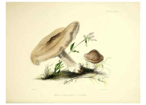 Reproducción/Reproduction 9182754935: Illustrations of British mycology,. London,Reeve, Benham and Reeve,1847-55.