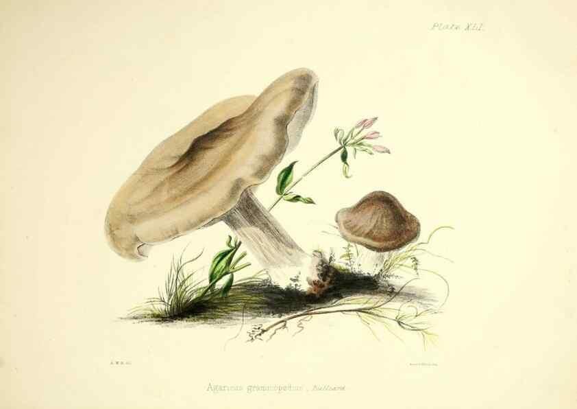 Reproducción/Reproduction 9182754935: Illustrations of British mycology,. London,Reeve, Benham and Reeve,1847-55.