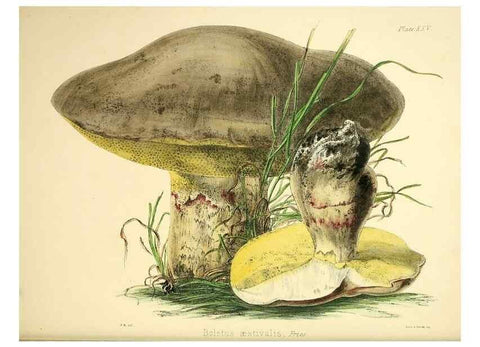 Reproducción/Reproduction 9182736749: Illustrations of British mycology,. London,Reeve, Benham and Reeve,1847-55.